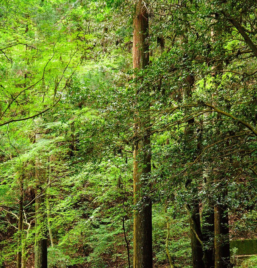 Forest path on Mount Kurama leading to Kurama-dera