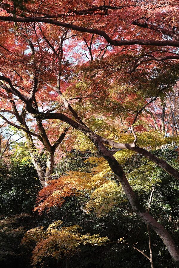 Fall foliage at Sanzen-in temple in Ohara