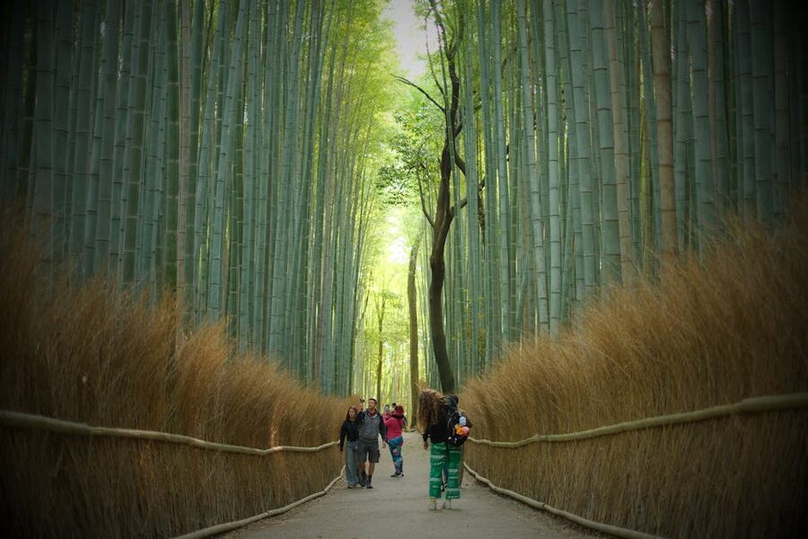 Visitors walking through the Arashiyama bamboo grove path