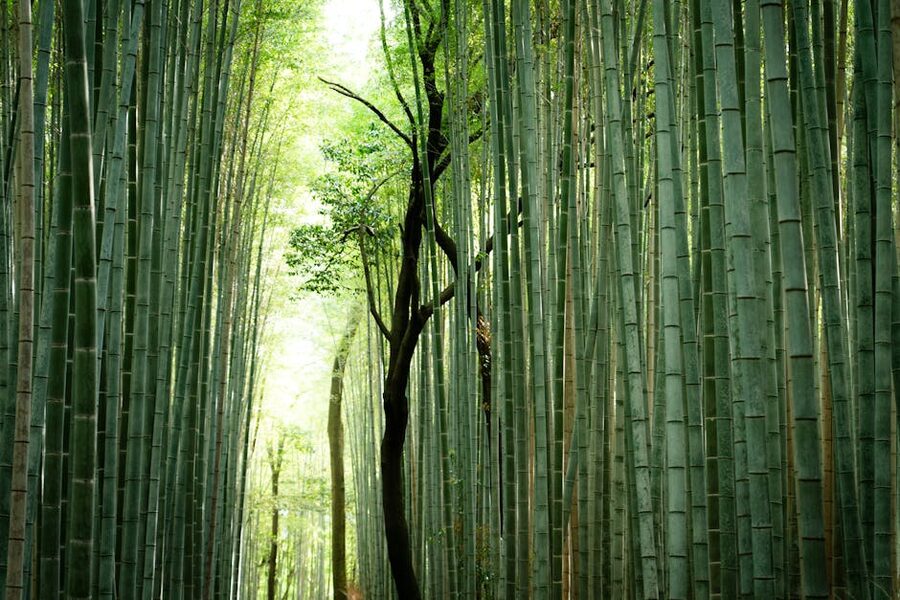 Quiet bamboo path in Arashiyama before tourists arrive