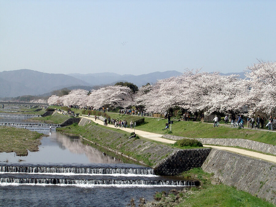 Kamogawa river with cherry blossoms in spring, Kyoto
