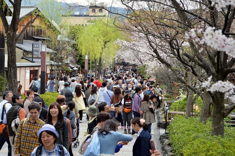Cherry blossom on Shirakawa-suji, Gion, Kyoto