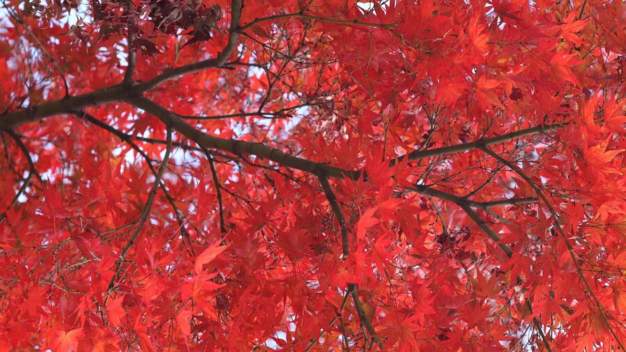 Autumn maple leaves in a Kyoto temple garden
