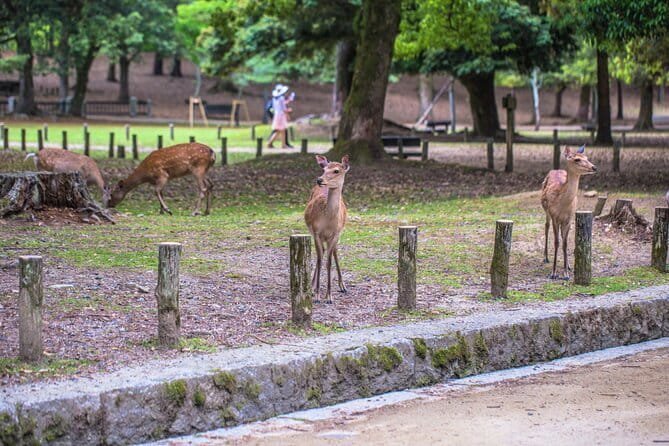 3 Day Japan Tour Kyoto, Osaka & Nara from Tokyo - Day one: Tokyo Station, Pontocho, and Kyoto after dark