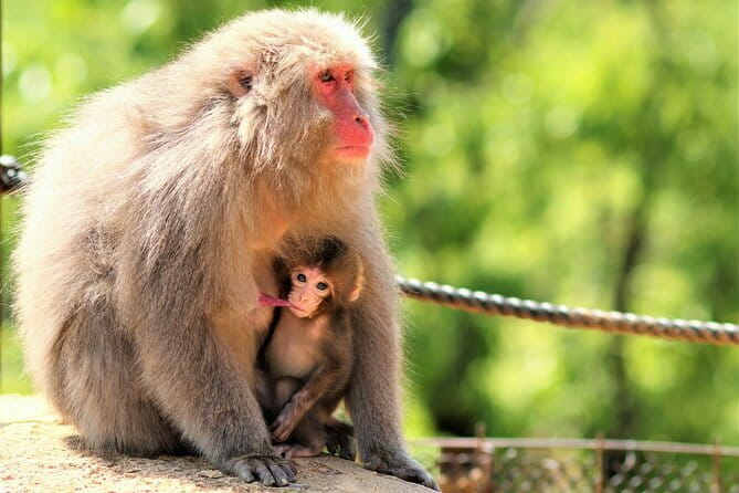 4 Hours Arashiyama and Arashiyama Monkey Park Tour - Who should book this private Arashiyama tour