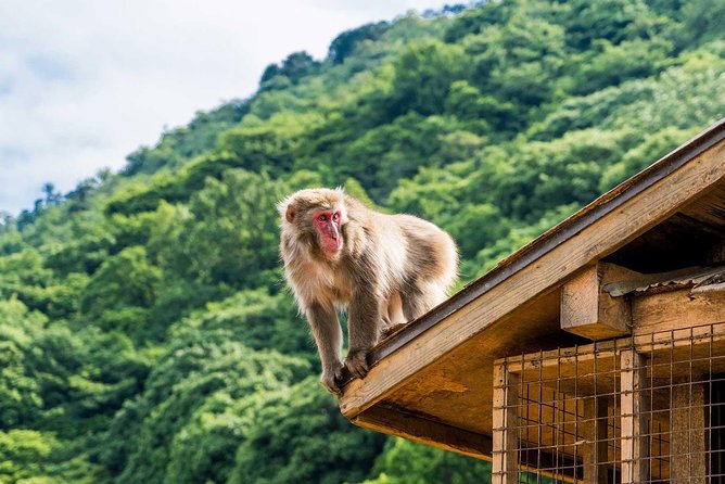 Afternoon Kyoto Bike Tour: Bamboo Forest, Monkeys & Hidden Spots - Why a bike works so well in Arashiyama