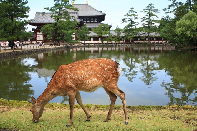 Ancient Capital Tour: Kyoto and Nara Highlights from Kyoto/Osaka - Arashiyama and the Sagano Bamboo Forest