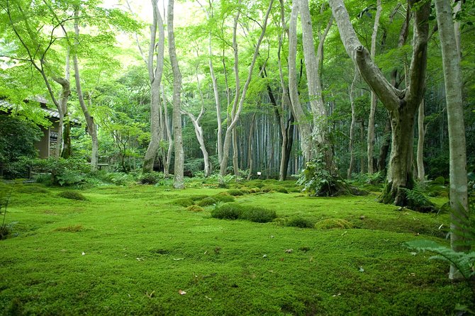 Arashiyama Bamboo Forest E-Biking Tour - Entering the Arashiyama Bamboo Forest