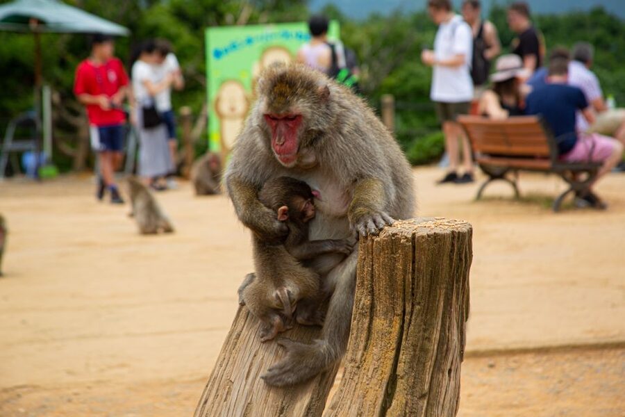 Arashiyama Bamboo, Temple, Monkeys, or Secret Sake Brewery - Okochi Sanso Garden and its tea-house pause
