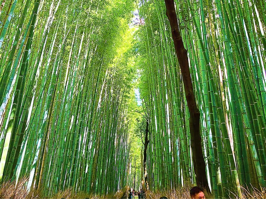 Complete Kyoto Tour: Explore 10 Must-See Sights& Hidden Gems - A ride on the small Randen tram