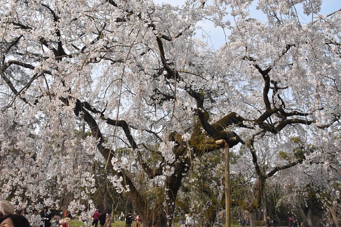 Cycle Kyoto's Hidden Gems & Gion Stroll - A Zen temple and a slower side of Kyoto