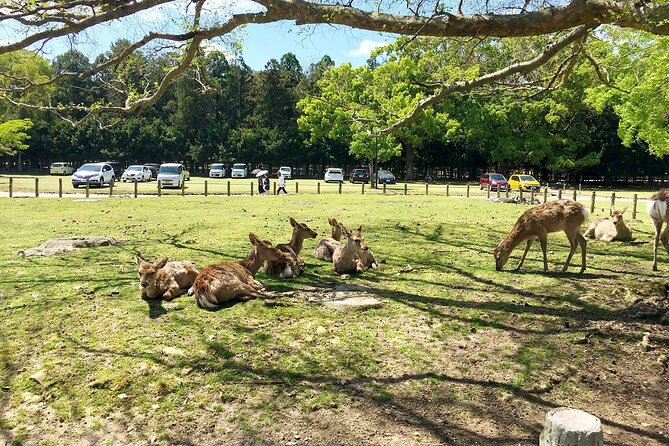 From Kyoto: Nara History Guided Half Day Bus Tour with Lunch - Todaiji Temple and the 15-meter Great Buddha