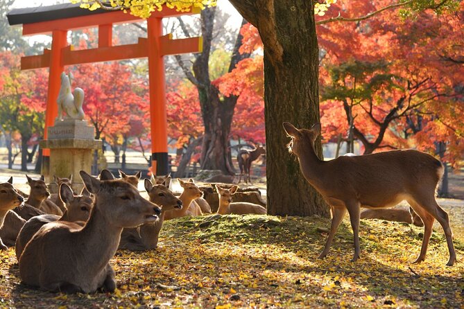 From Kyoto: Nara History Guided Half Day Bus Tour with Lunch - Nara Park, deer, and a little controlled chaos