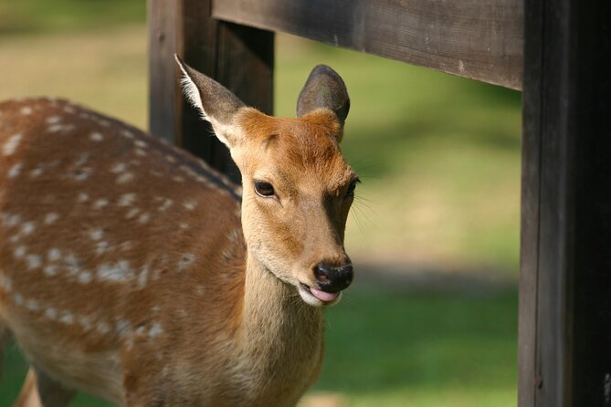 From Kyoto: Nara History Guided Half Day Bus Tour with lunch - Walking, crowds, and the pace of the morning