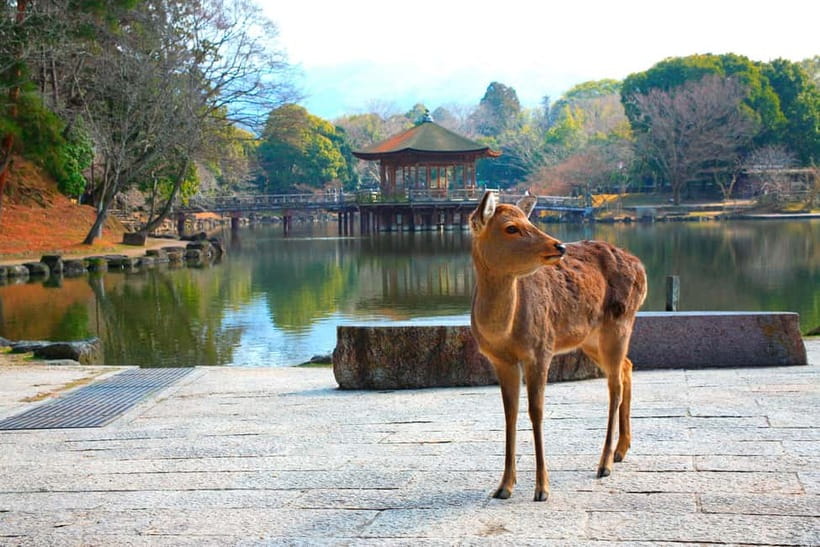 From Kyoto: Nara, Osaka & Kobe Day Trip – 3 Cities in 1 Day - Key points at a glance