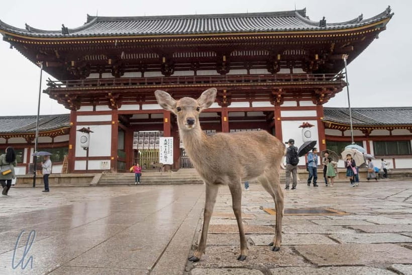 From Kyoto: Nara, Osaka & Kobe Day Trip – 3 Cities in 1 Day - Why this three-city route works