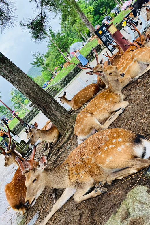 From Kyoto: Nara Private Tour with Hotel Pickup - Key points to know before booking