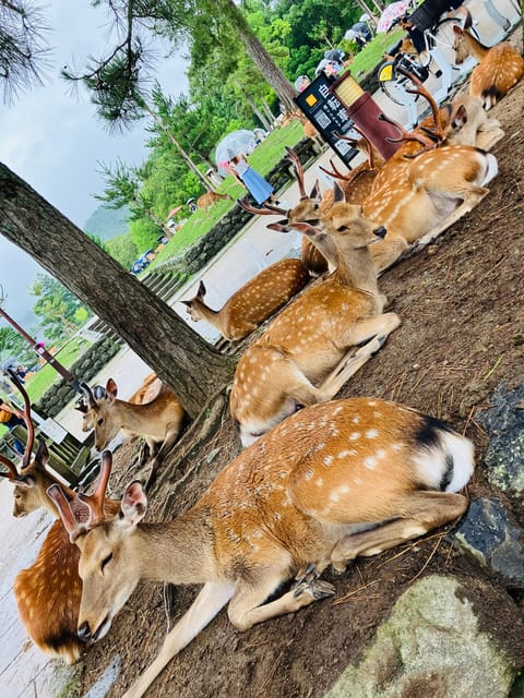 From Kyoto: Nara Private Tour with Hotel Pickup - Higashimuki Shopping Street, a useful start in Nara