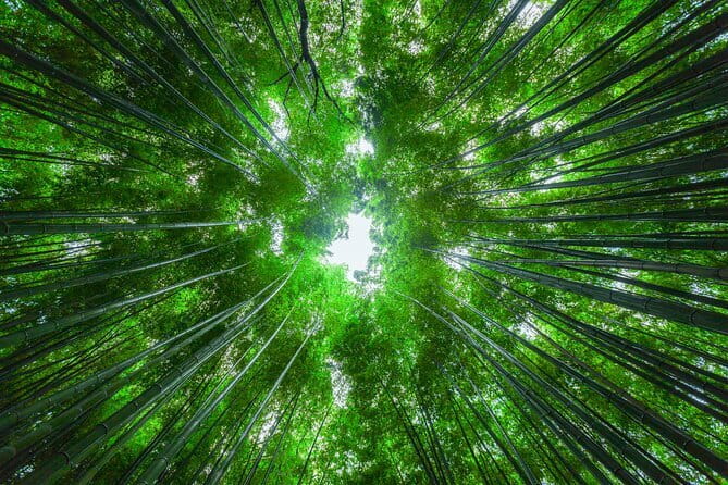 From Kyoto / Osaka: Kyoto Must-see Spots & Nara Park One Day Tour - Why this Kyoto and Nara route works
