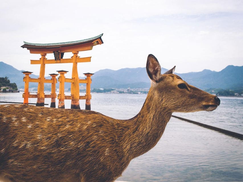 From Osaka/Kyoto: Hiroshima & Miyajima Private Guided Tour - Guide style and flexibility