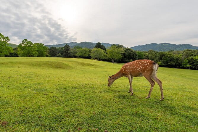 From Osaka/Kyoto: Kyoto & Nara Day Trip with Optional Lunch - Kyoto Wasabi Restaurant and the optional lunch