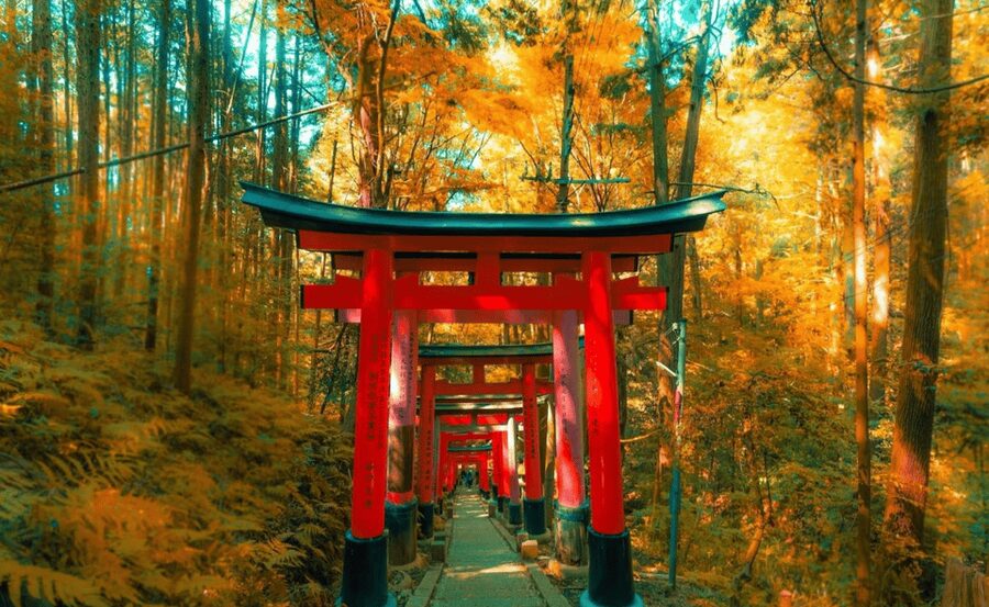 From Osaka/Kyoto: Kyoto & Nara Private Day Trip - Why this private Kyoto and Nara route works