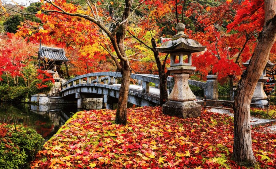 From Osaka/Kyoto: Kyoto & Nara Private Day Trip - What the $787 group price really means