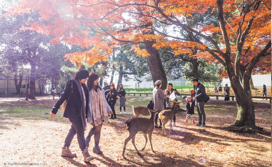From Osaka/Kyoto: Kyoto & Nara Private Day Trip - Fushimi Inari Taisha and its red torii tunnel