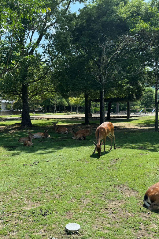 From Osaka/Kyoto: Nara One Day Private Tour - Key points at a glance