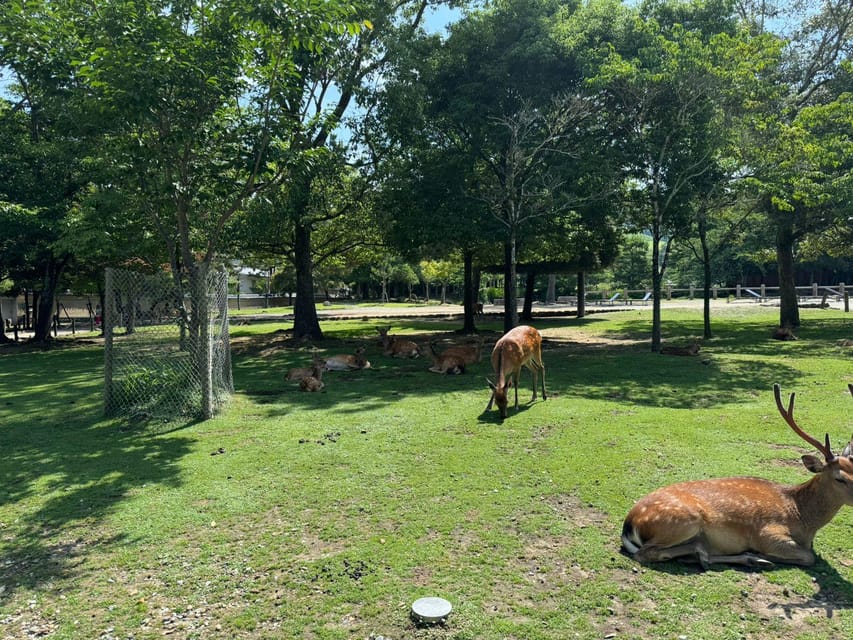 From Osaka/Kyoto: Nara One Day Private Tour - Heijo Palace Site Museum adds a wider view of Nara