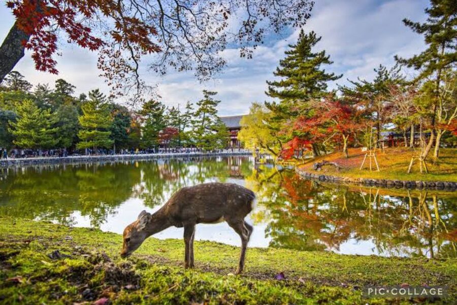 From Osaka/Kyoto: Private Kyoto & Nara Day Trip with Pickup - Fushimi Inari’s endless red gates