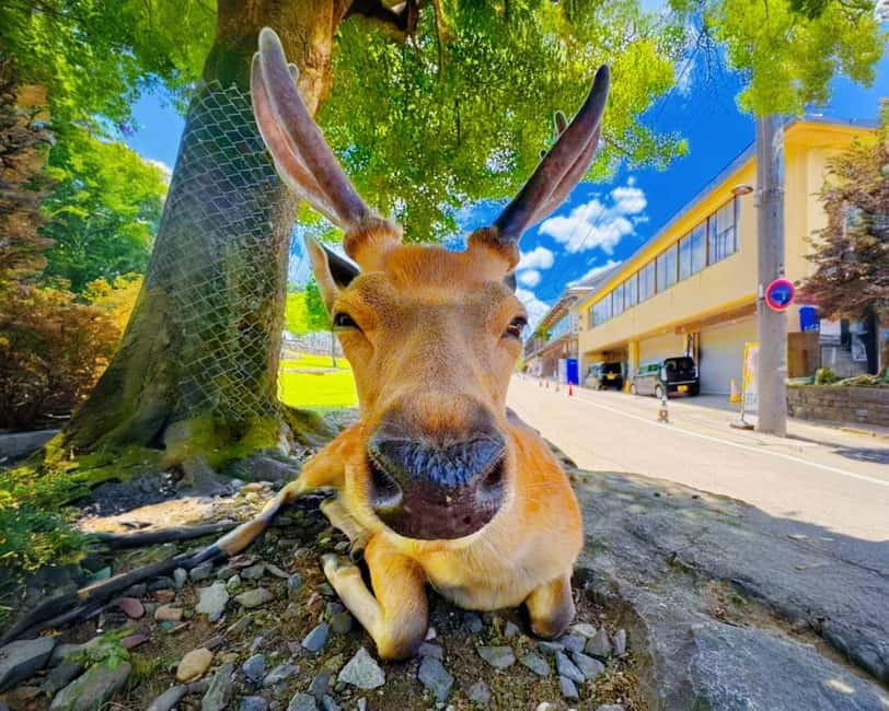 From Osaka: Nara Deer & Kyoto Kiyomizudera Sightseeing Tour - Why this Osaka day trip works