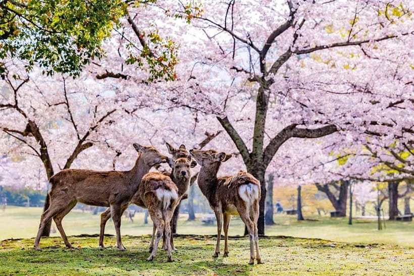From Osaka: Nara Deer & Kyoto Kiyomizudera Sightseeing Tour - Nara Park and the deer: 80 minutes of easy fun