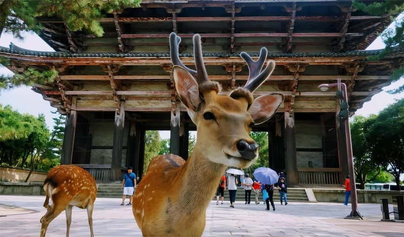 From Osaka: Nara Deer & Kyoto Kiyomizudera Sightseeing Tour - Who should book this day