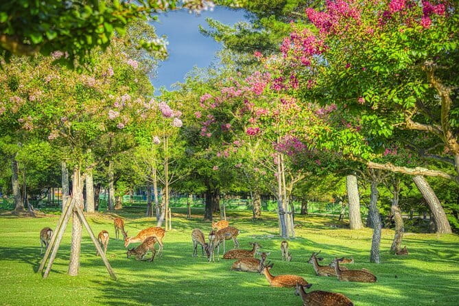 From Osaka or Kyoto: Kyoto and Nara 1-Day Bus Tour - What the $64.33 price really buys you