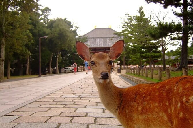 From Osaka or Kyoto: Kyoto and Nara 1-Day Bus Tour - Kinkaku-ji, the Golden Pavilion