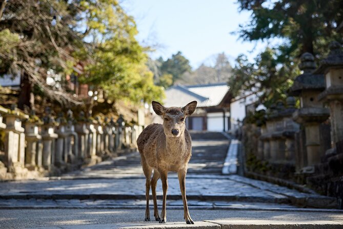 Full Day Guided Tour to Kyoto and Nara from Osaka by Van - Why this Osaka day trip works