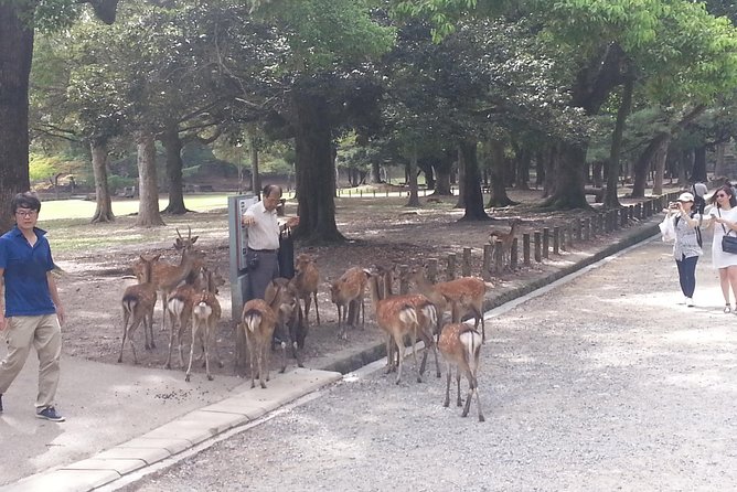 Fushimi Inari & Nara Highlights Walking Tour - Booking and cancellation details worth knowing