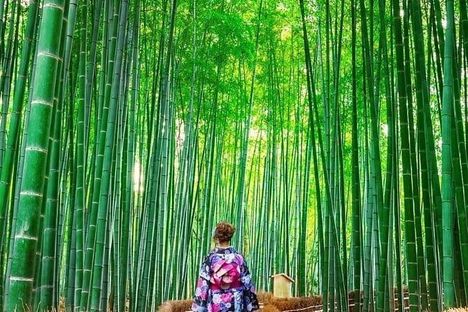 Guided Kyoto City Cherry Blossom One Day Private Tour - What the $569 price really buys