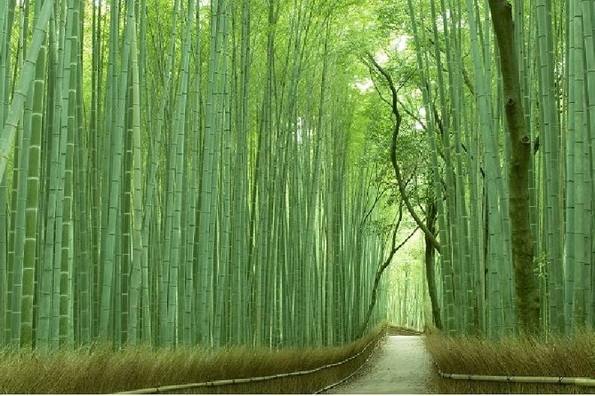 Half Day Kyoto Sagano Bamboo Grove & Arashiyama Walking Tour - Key things to know before you book