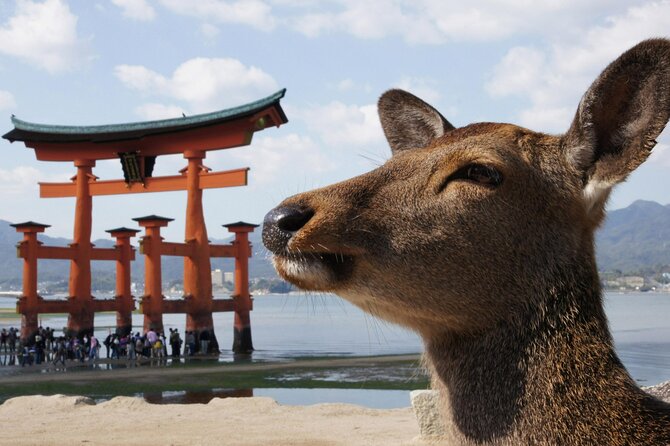 Hiroshima, Miyajima 1 Day Bus with Indian Lunch from Osaka, Kyoto - Why Hiroshima and Miyajima work in one day