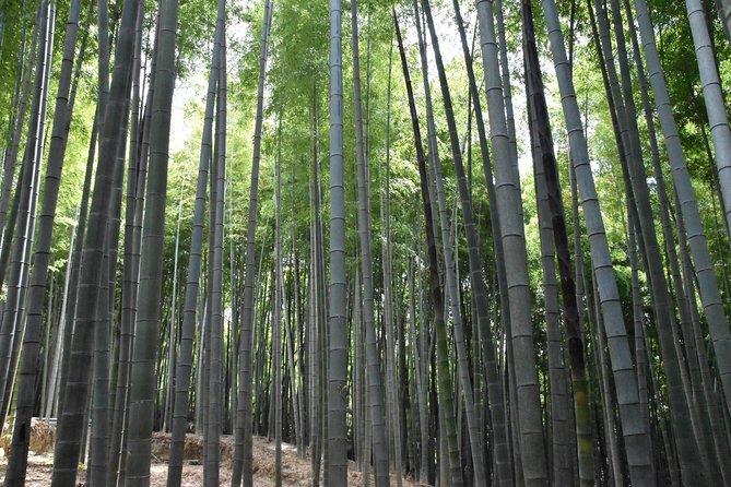 Inside of Fushimi Inari - exploring and lunch with locals - Meeting beneath the Great Torii