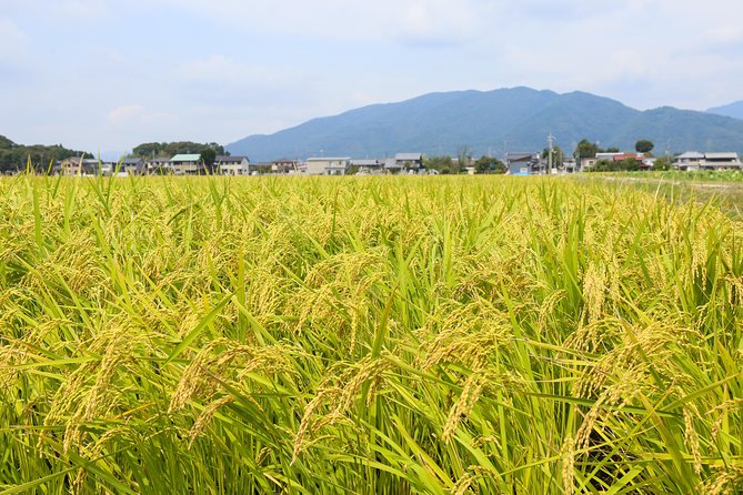 Japan's Rural Life & Nature: Private Half Day Cycling Near Kyoto - A natural spring tells an everyday local story