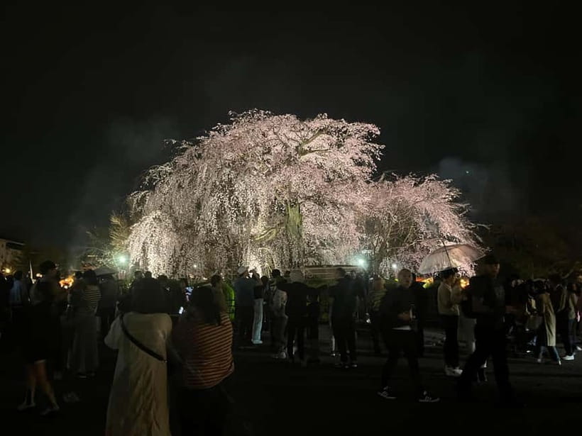 Kioto: Gion Tour, recorrido a pie (Español/Castellano) - How the guide shapes the experience