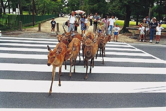 Kyoto and Nara Day Trip from Kyoto - Starting below Kyoto Station at 8:20 a.m.