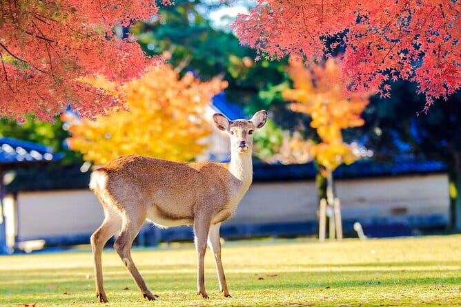 Kyoto and Nara UNESCO Highlights Full-day Tour From Osaka - What the guide adds to a mostly independent day