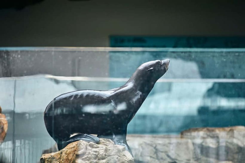 Kyoto Aquarium Admission Ticket - A $16 ticket offers useful flexibility