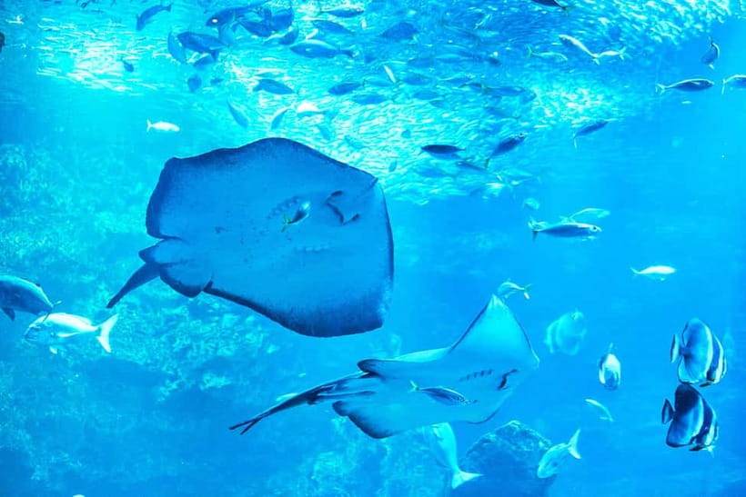 Kyoto Aquarium Admission Ticket - Should you book this Kyoto Aquarium ticket?