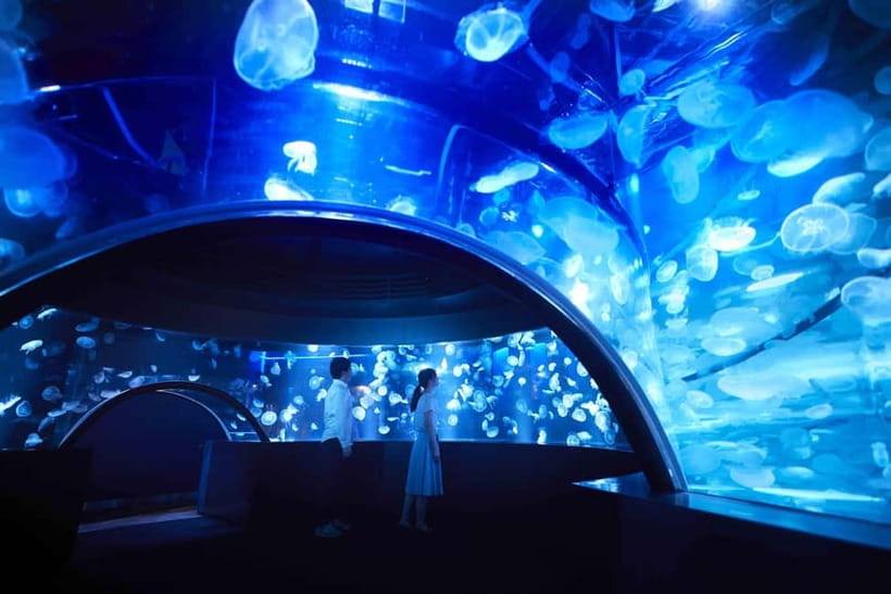 Kyoto Aquarium Admission Ticket - Penguins reward patient watching