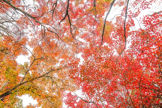 Kyoto Arashiyama Bamboo forest & Garden Half-Day Walking Tour - Okochi Sanso Garden gives you space and views